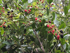 Wild Crafting Blackberry Leaf - Oakwood Natural Living