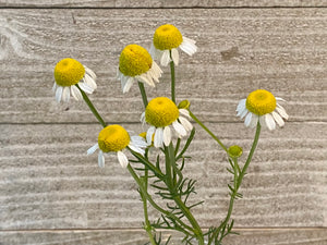 Herbal Tea - Chamomile