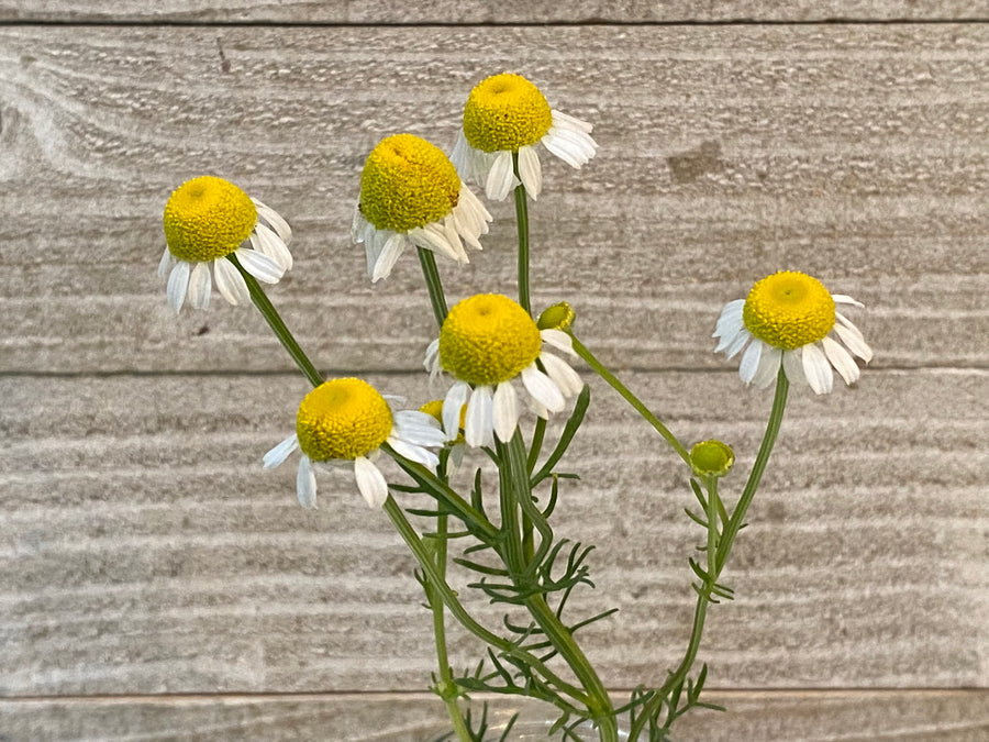 Herbal Tea - Chamomile