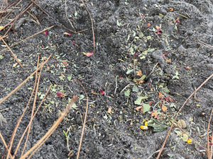 Organic Nesting Herbs