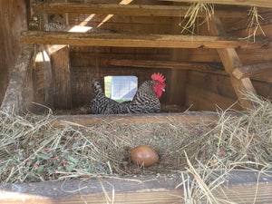 Organic Nesting Herbs