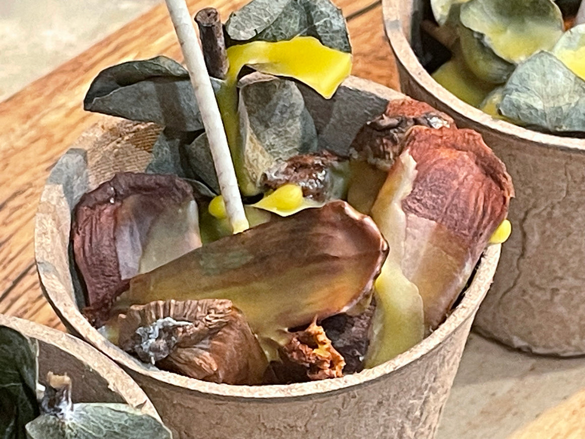 Outdoor Natural Fire Starters