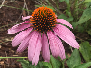 Tincture - Echinacea - Oakwood Natural Living