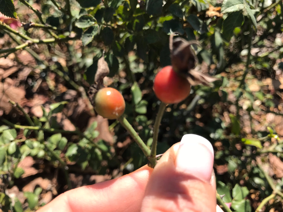 Rose Hip Seed Undereye Roller - Oakwood Natural Living