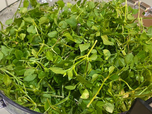 Pesto - Garden to Jar - Oakwood Natural Living