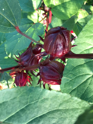 Tincture - Hibiscus - Oakwood Natural Living