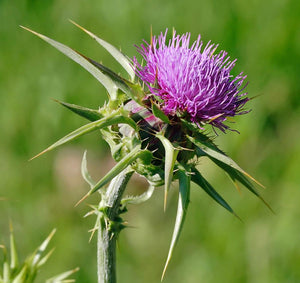 Tincture - Milk Thistle - Oakwood Natural Living