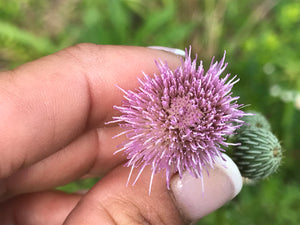 Tincture - Milk Thistle - Oakwood Natural Living