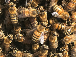 Tincture - Bee Propolis - Oakwood Natural Living