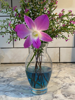 Butterfly Pea Flower Tincture