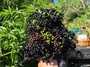 Elderberry Syrup - Oakwood Natural Living
