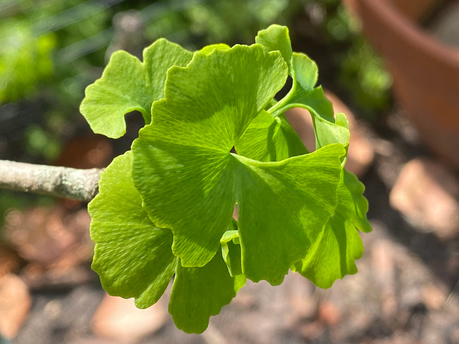 Tincture - Ginkgo biloba - Oakwood Natural Living