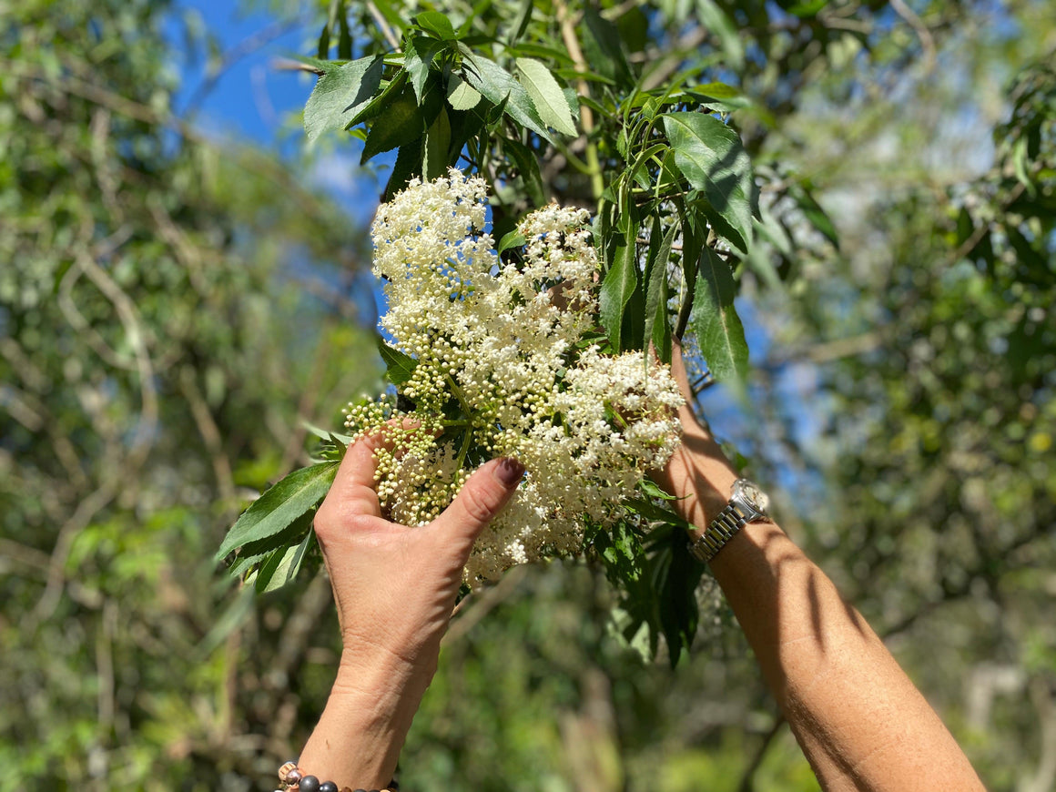 Herbal Tea - Elderflower - Oakwood Natural Living