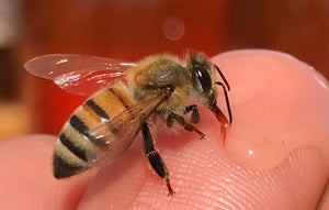 Tincture - Bee Propolis - Oakwood Natural Living