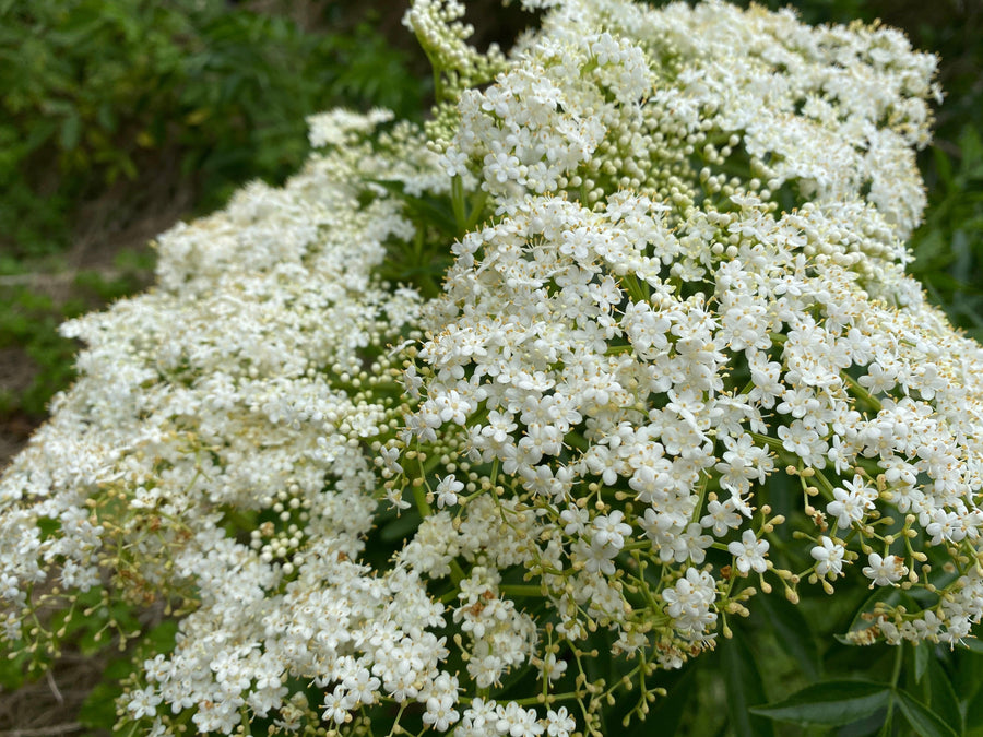Herbal Tea - Elderflower - Oakwood Natural Living