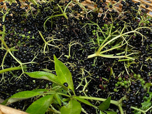 Elderberry Jam - Oakwood Natural Living