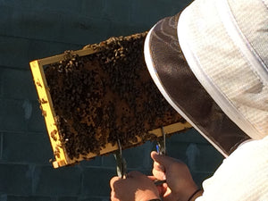 Raw Honey - Local seasonal - Oakwood Natural Living