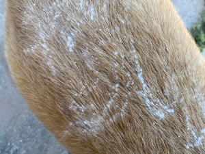 Canine Grooming Powder - Oakwood Natural Living