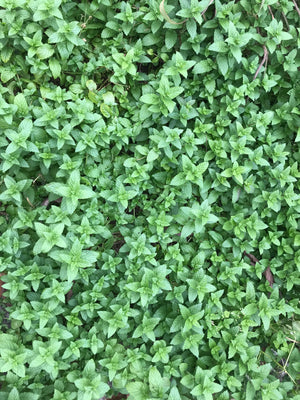 Peppermint Foot Cream - Oakwood Natural Living