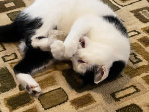 Catnip Cat Toy - Oakwood Natural Living