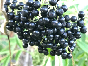 Tincture - Elderberry - Oakwood Natural Living