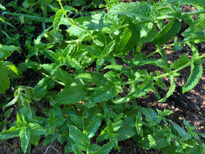 Herbal Tea - Peppermint - Oakwood Natural Living