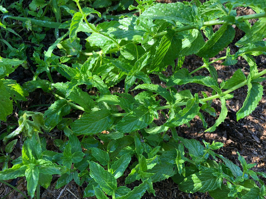 Herbal Tea - Peppermint