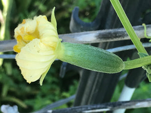 Organic Loofah Sponge "rounds" - Oakwood Natural Living