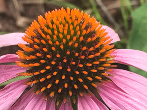 Tincture - Echinacea - Oakwood Natural Living