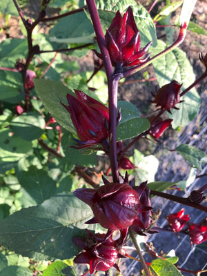 Tincture - Hibiscus - Oakwood Natural Living