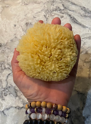 Florida Sea Sponge