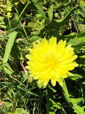 Tincture - Dandelion - Oakwood Natural Living