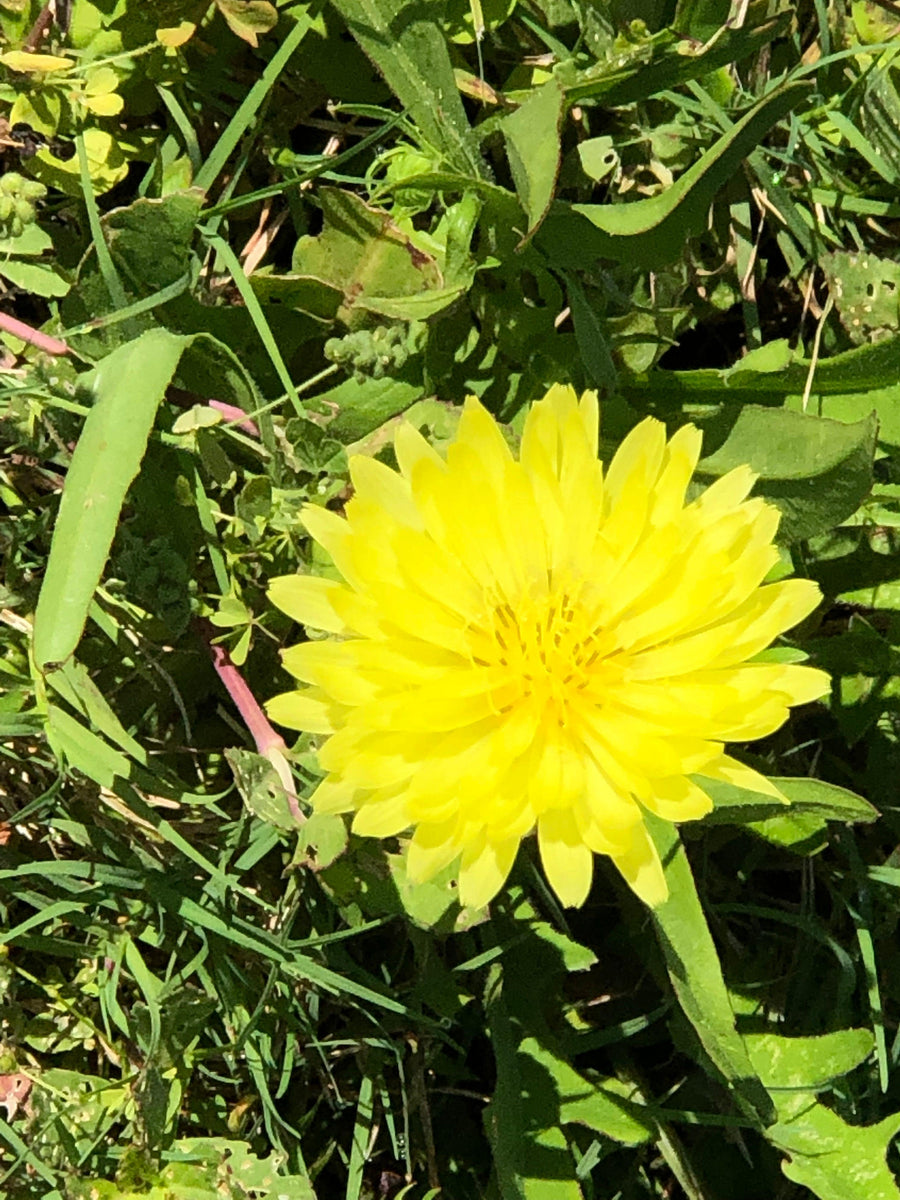 Tincture - Dandelion